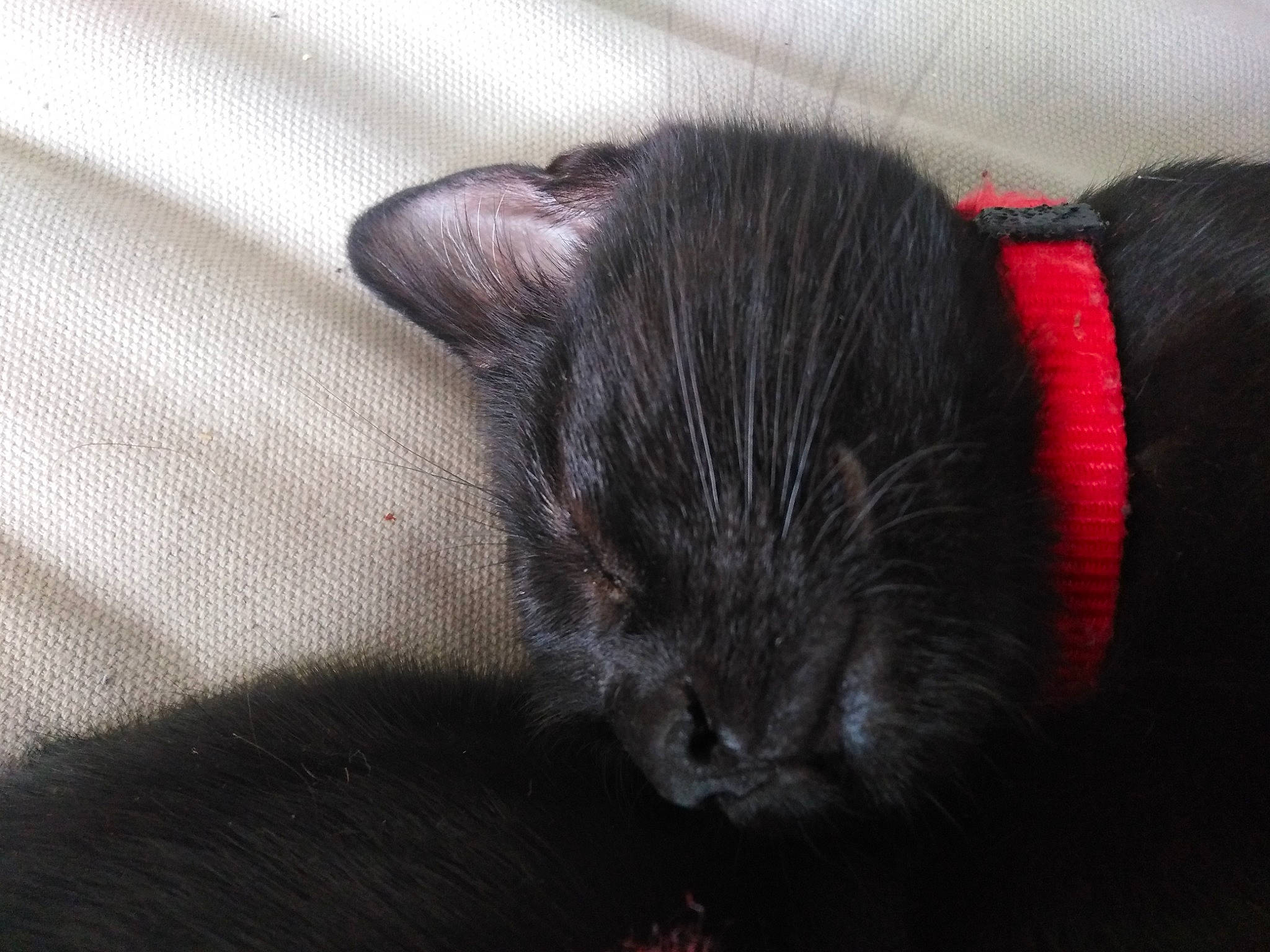 Piñata a rejoint le concours — aidez-le/la à gagner de superbes lots ! black, black_cat, carnivore, cat, ear, felidae, fur, kitten, mammal, nap, sleep, small_to_medium_sized_cats, snout, tail, whiskers