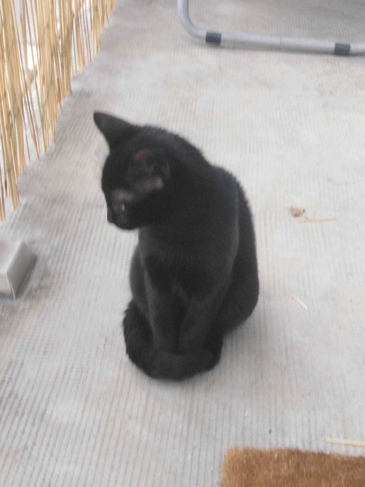 Pépite participe au concours pour gagner de l'argent avec cette photo : asian, black_cat, bombay, burmese, carnivore, cat, chartreux, domestic_short_haired_cat, felidae, kitten, korat, polydactyl_cat, russian_blue, small_to_medium_sized_cats, snout, tail, whiskers