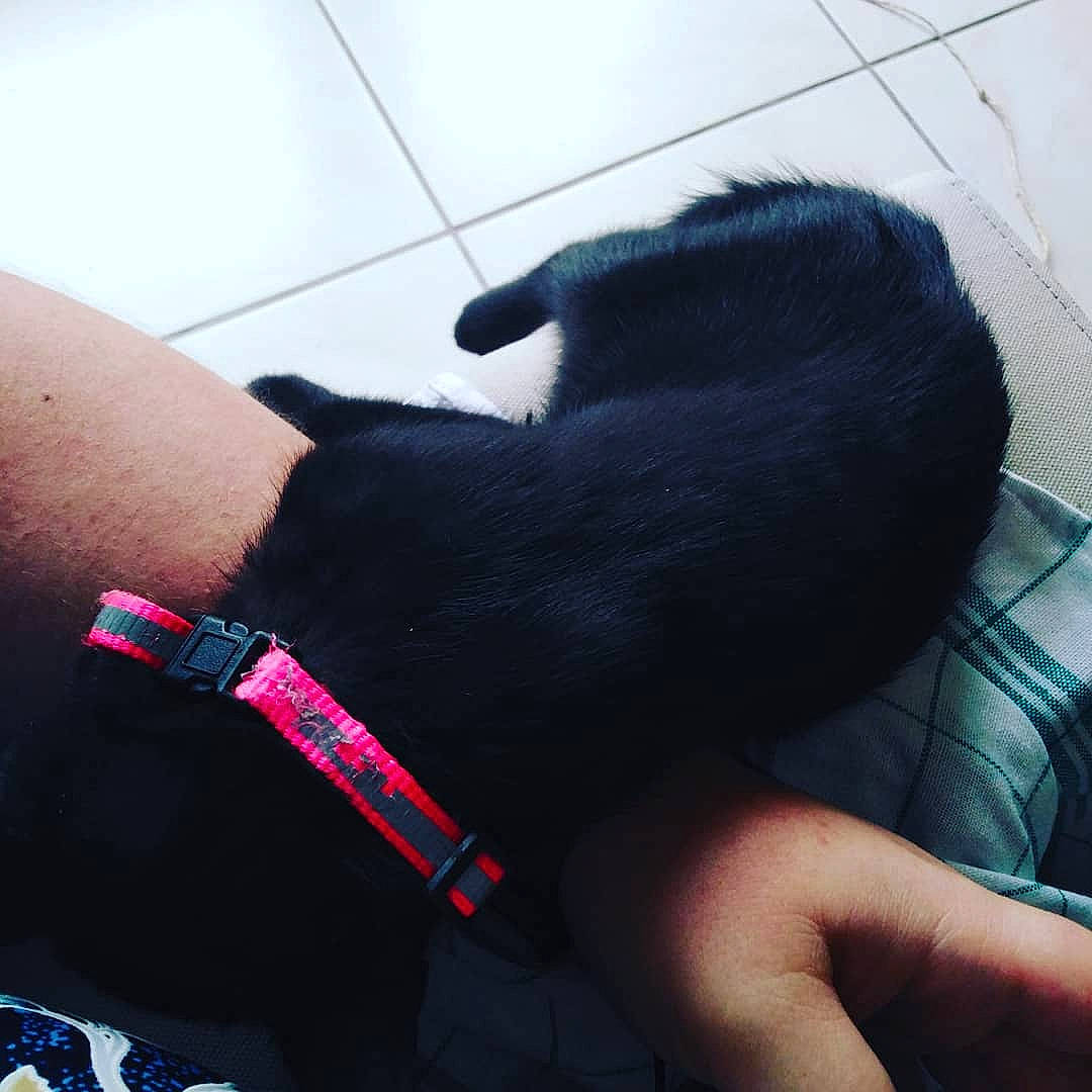 Pépite a rejoint le concours — aidez-le/la à gagner de superbes lots ! arm, black, black_hair, canidae, ear, finger, hand, nail, neck, sporting_group, sportswear, tail, wrist
