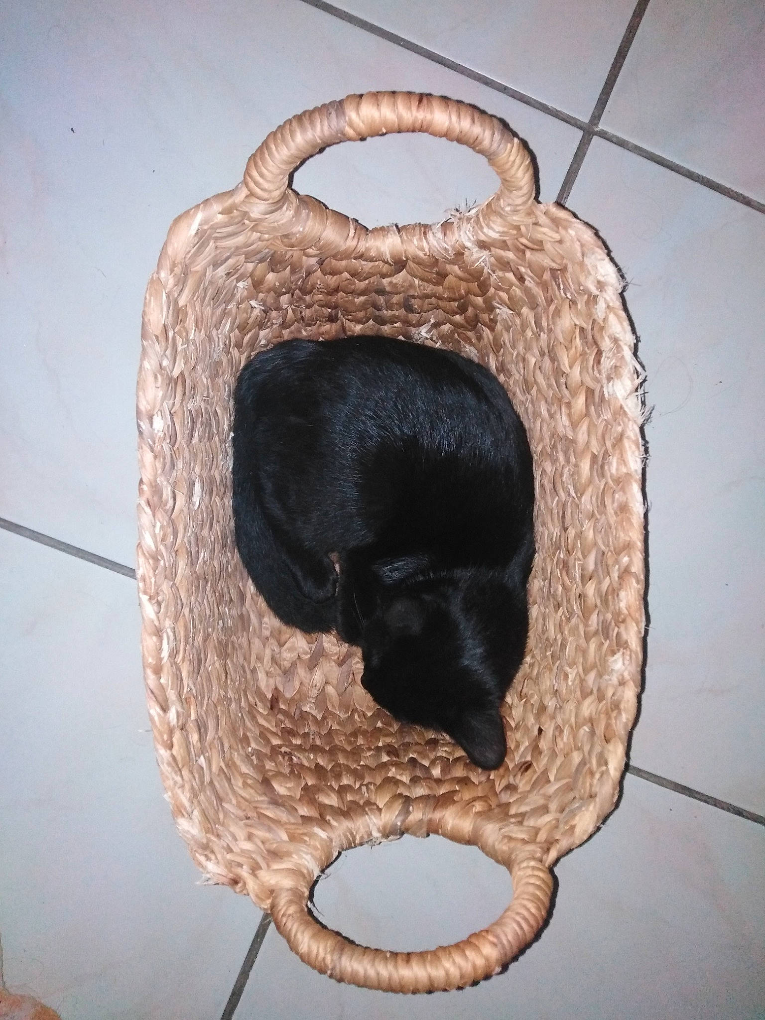 Pépite a rejoint le concours — aidez-le/la à gagner de superbes lots ! fur