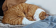 Rémus participe au concours pour gagner de l'argent avec cette photo : cat, sleeping, orange_cat, white_cat, curled_up, towel, blanket, indoor, cozy, resting, pet, feline, fur, cute, animal, relaxing, domestic_cat, soft_texture, home, quiet