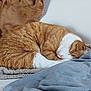 cat, sleeping, orange_cat, white_cat, curled_up, towel, blanket, indoor, cozy, resting, pet, feline, fur, cute, animal, relaxing, domestic_cat, soft_texture, home, quiet
