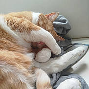 Rémus a rejoint le concours — aidez-le/la à gagner de superbes lots ! cat, orange_cat, white_cat, sleeping, paw, fur, pet, cute, domestic_animal, resting, cozy, indoor, animal, feline, whiskers, claws, soft, curled_up, relaxed, nap