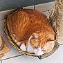 cat, orange_cat, white_cat, wicker_basket, pet, animal, cute, indoor, floor_tile, resting, fur, whiskers, ears, close_up, domestic_cat, cozy, sitting, curled_up, basket_handle, houseplant