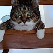 Kouskir participe au concours pour gagner de l'argent avec cette photo : cat, tabby, green_eyes, wood, stairs, paws, pet, animal, curious, indoor, close_up, feline, whiskers, ears, face, looking, resting, home, cute, domestic