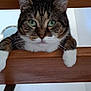 cat, tabby, green_eyes, wood, stairs, paws, pet, animal, curious, indoor, close_up, feline, whiskers, ears, face, looking, resting, home, cute, domestic
