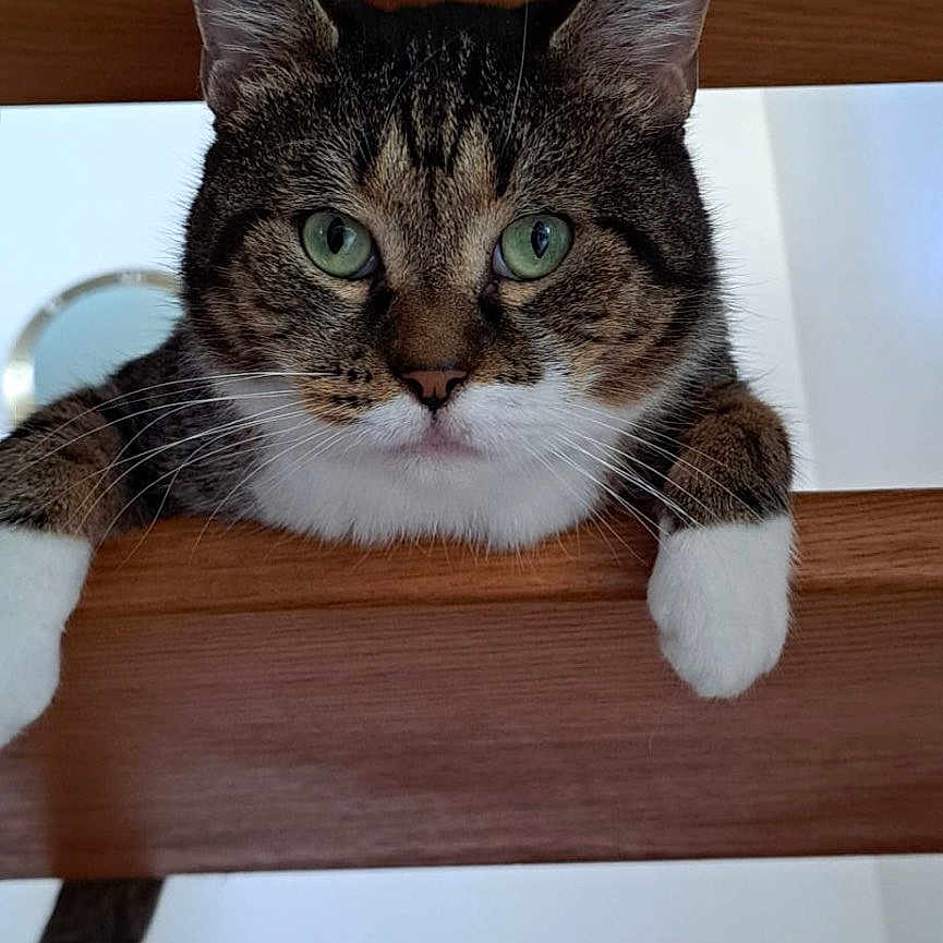 Kouskir participe au concours pour gagner de l'argent avec cette photo : animal, cat, close_up, curious, cute, domestic, ears, face, feline, green_eyes, home, indoor, looking, paws, pet, resting, stairs, tabby, whiskers, wood