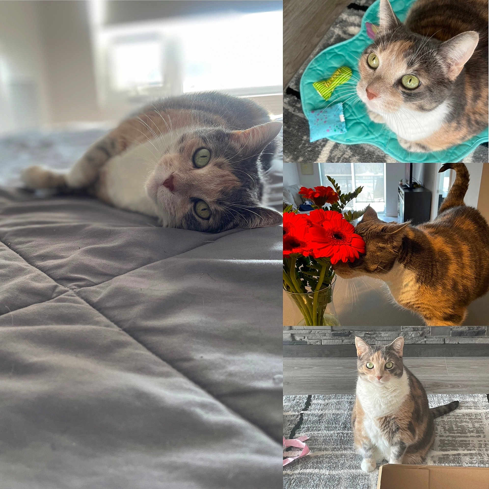 Luna is registered to the contest to win money with this photo: abyssinian, animal, art, cat, collage, flower, flowerarrangement, flowerbouquet, furniture, geranium, homedecor, indoors, interiordesign, kitten, linen, manx, pet, petal, plant, pottedplant