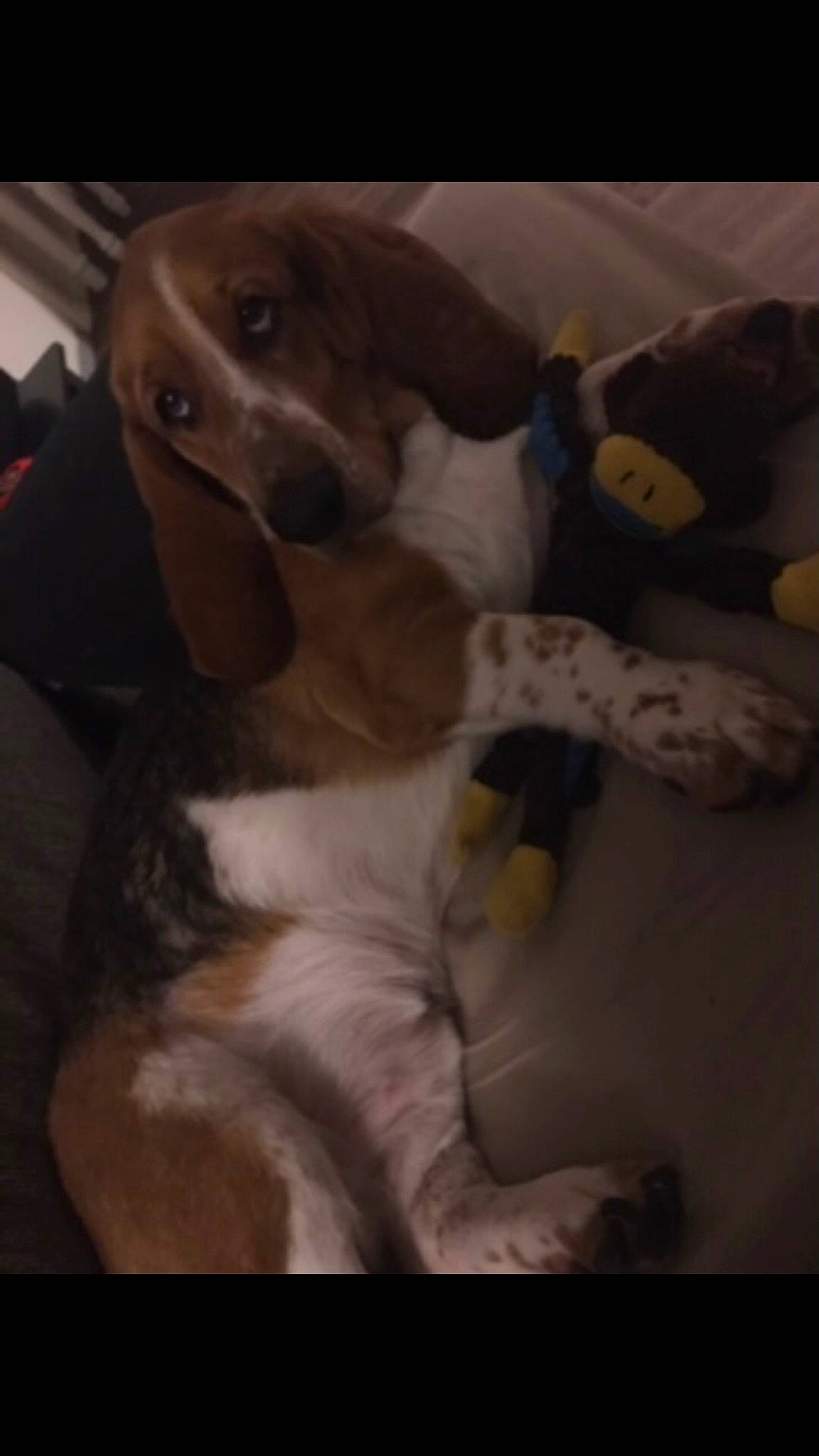 Copper is registered to the contest to win money with this photo: carnivore, comfort, companion_dog, dog, dog_breed, fur, gun_dog, hound, hunting_dog, liver, non_sporting_group, puppy_love, sporting_group, whiskers, working_animal