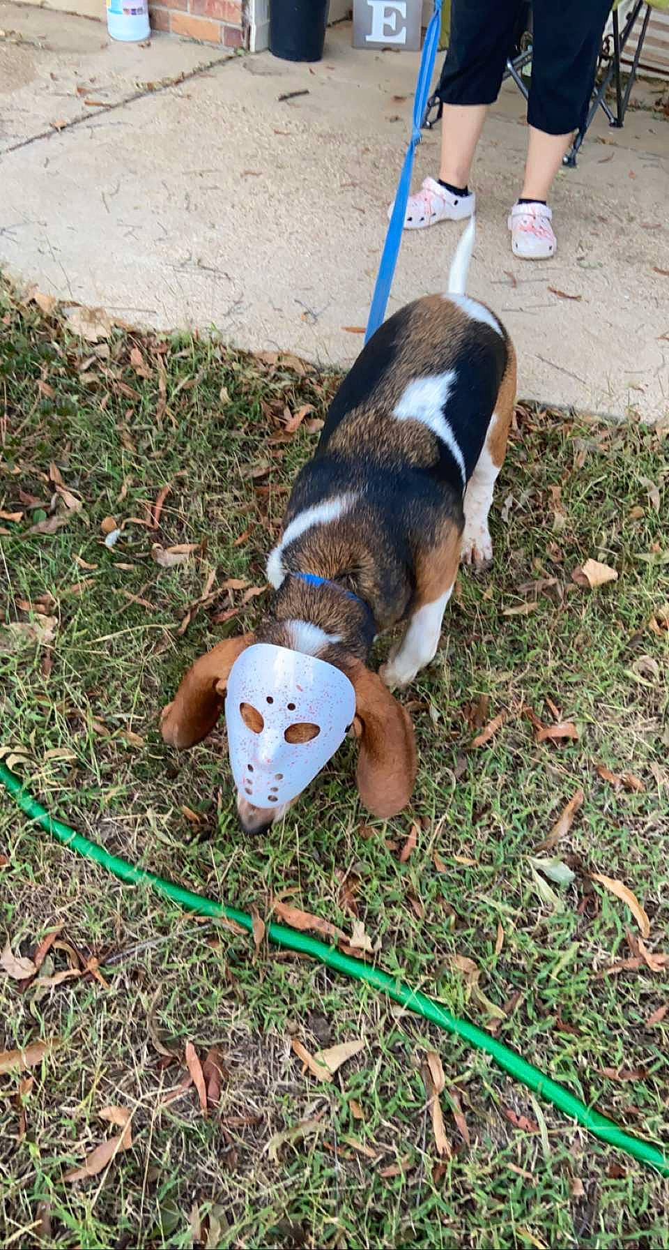 Copper is registered to the contest to win money with this photo: canidae, carnivore, companion_dog, dog, dog_breed, fawn, grass, grazing, green, groundcover, human_leg, livestock, plant, scent_hound, snout, soil, sporting_group, tail, terrestrial_animal, working_animal