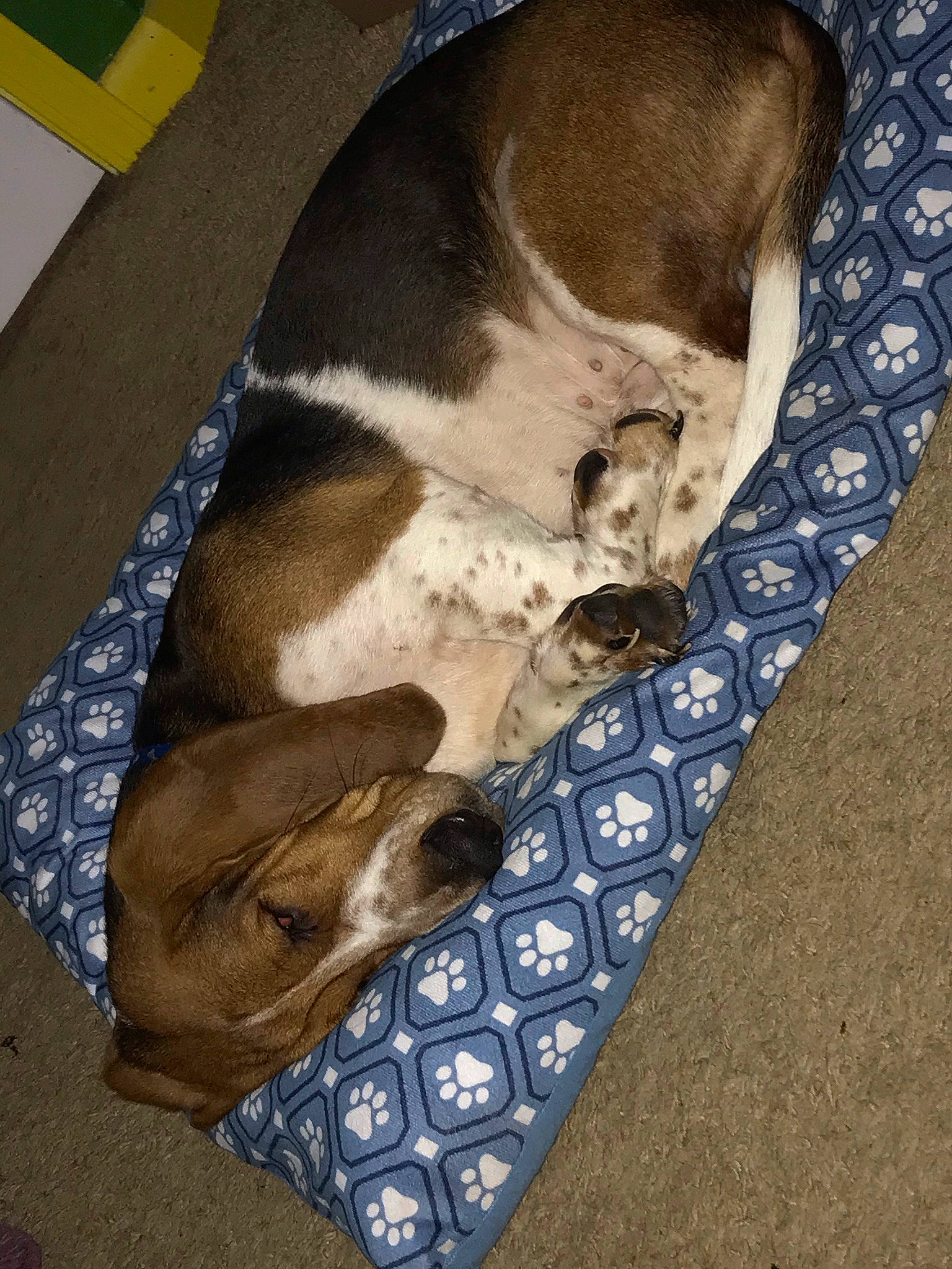 Copper is registered to the contest to win money with this photo: brown, canidae, carnivore, comfort, companion_dog, dog, dog_breed, dog_supply, fawn, felidae, fur, grey, linens, pattern, paw, small_to_medium_sized_cats, tail, textile, whiskers, wood