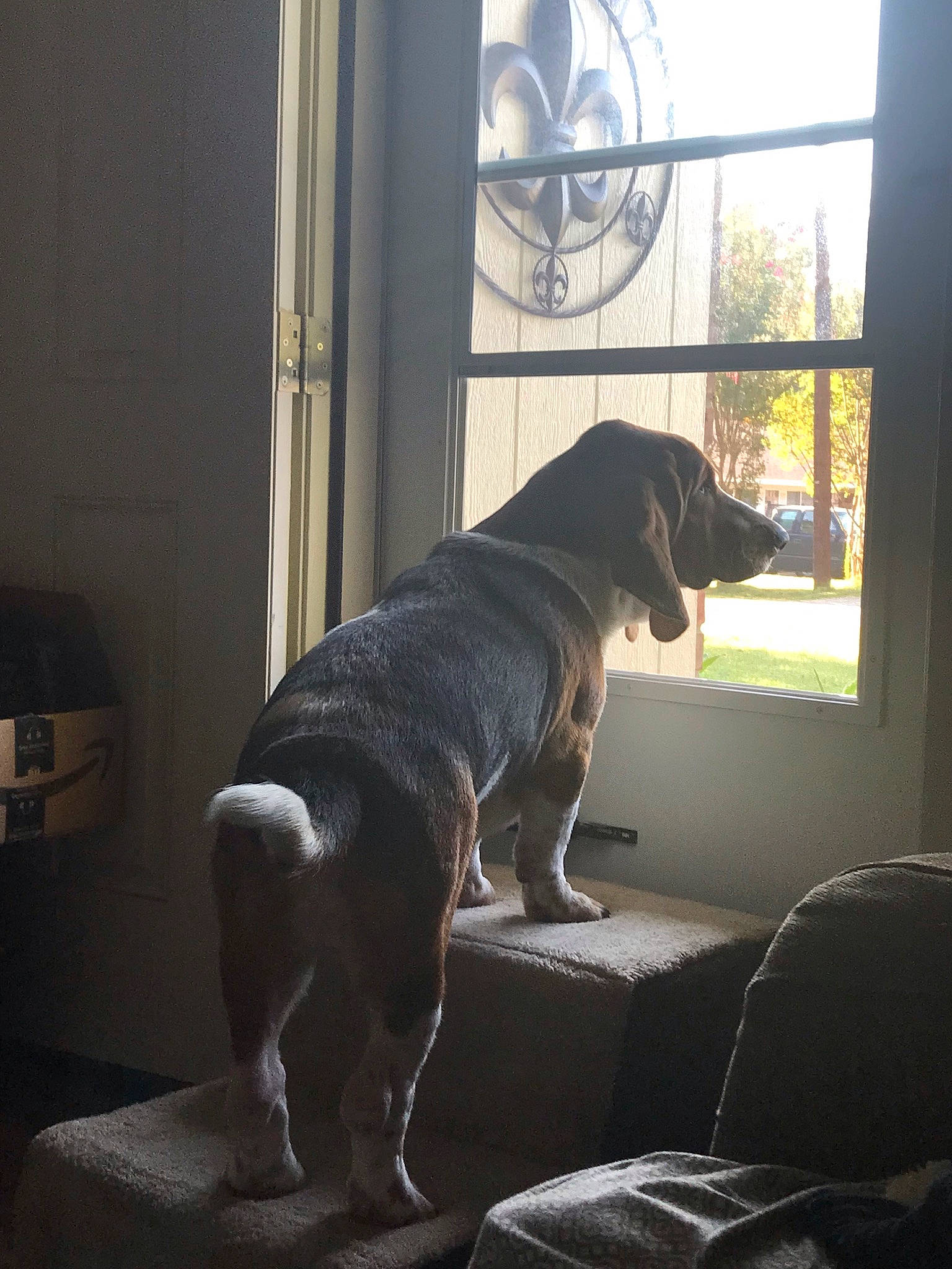 Copper joined the competition — help win amazing prizes! building, canidae, carnivore, comfort, companion_dog, couch, dog, dog_breed, grey, light, mammal, shade, sitting, snout, sporting_group, studio_couch, tail, tints_and_shades, window, working_animal