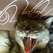 Saispas a rejoint le concours — aidez-le/la à gagner de superbes lots ! cat, gray_cat, yawning, teeth, tongue, close_up, pet, feline, whiskers, sleepy, cozy, pillow, indoor, animal, mouth_open, cute, relaxed, fur, face, nose
