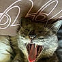 cat, gray_cat, yawning, teeth, tongue, close_up, pet, feline, whiskers, sleepy, cozy, pillow, indoor, animal, mouth_open, cute, relaxed, fur, face, nose
