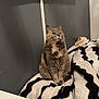 cat, animal, pet, feline, indoor, blanket, black_and_white, zigzag_pattern, cozy, fur, sitting, looking_away, gray_cat, home, furniture, relaxed, calm, domestic, cute, mammal