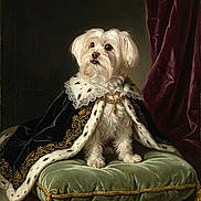 Bella is registered to the contest to win money with this photo: dog, white_dog, portrait, royal_cape, gold_embroidery, green_cushion, fur_trim, luxury, elegant, indoor, decor, fabric, animal, pet, seated, looking_away, classic_style, velvet, tassel, fur