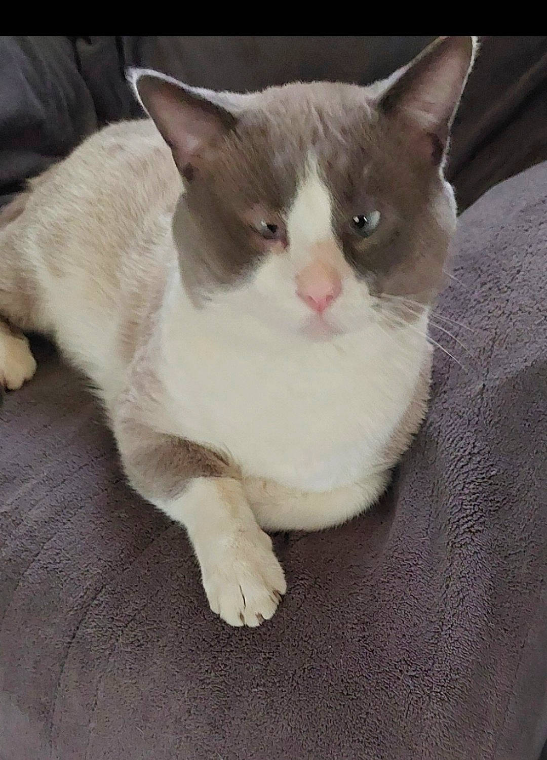 Grigio joined the competition — help win amazing prizes! carnivore, cat, claw, domestic_short_haired_cat, fawn, felidae, flooring, foot, fur, hardwood, paw, sitting, small_to_medium_sized_cats, snout, tail, whiskers, wood