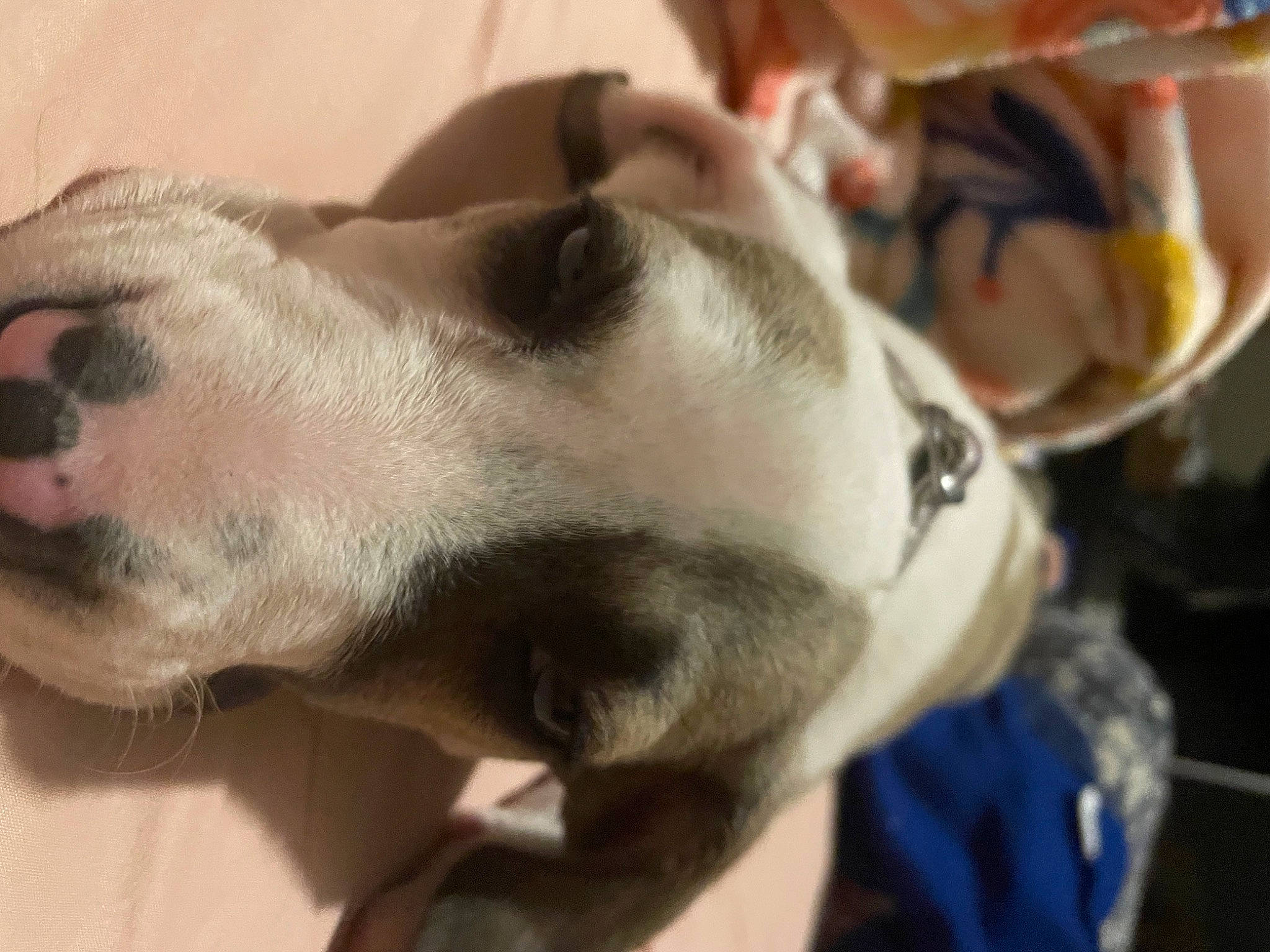 Ophelia joined the competition — help win amazing prizes! canidae, carnivore, collar, companion_dog, dog, dog_breed, dog_collar, ear, eyewear, fawn, fur, non_sporting_group, paw, puppy, snout, sporting_group, terrestrial_animal, whiskers, working_animal