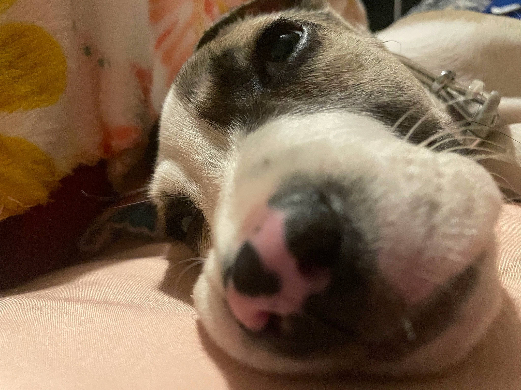 Ophelia joined the competition — help win amazing prizes! canidae, carnivore, collar, comfort, companion_dog, dog, dog_breed, dog_collar, ear, fawn, fur, paw, pet_supply, puppy, puppy_love, snout, sporting_group, terrestrial_animal, whiskers, working_animal