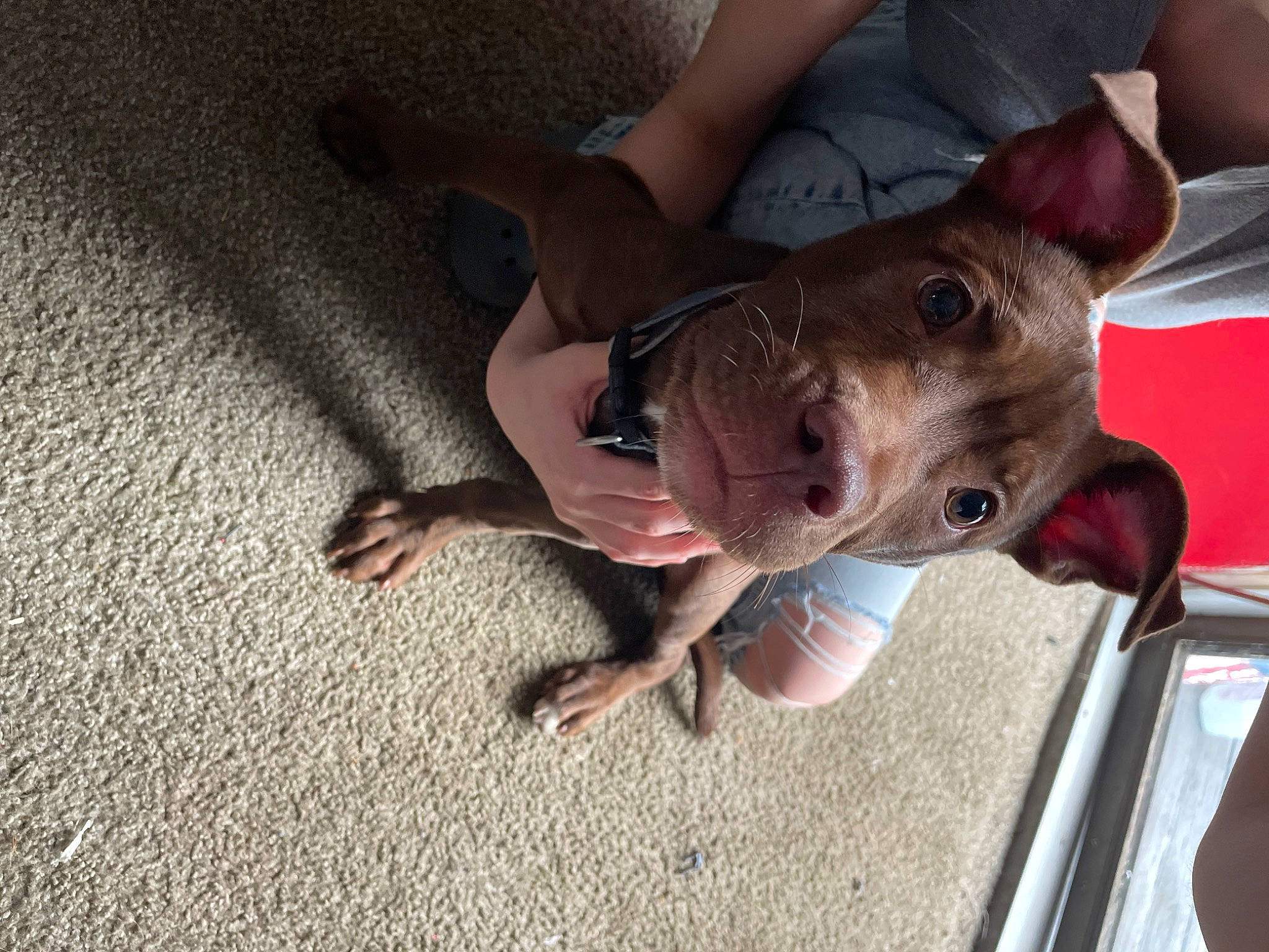 Princess is registered to the contest to win money with this photo: canidae, carnivore, companion_dog, dog, dog_breed, fawn, flesh, foot, jaw, non_sporting_group, recreation, snout, sporting_group, whiskers, working_animal