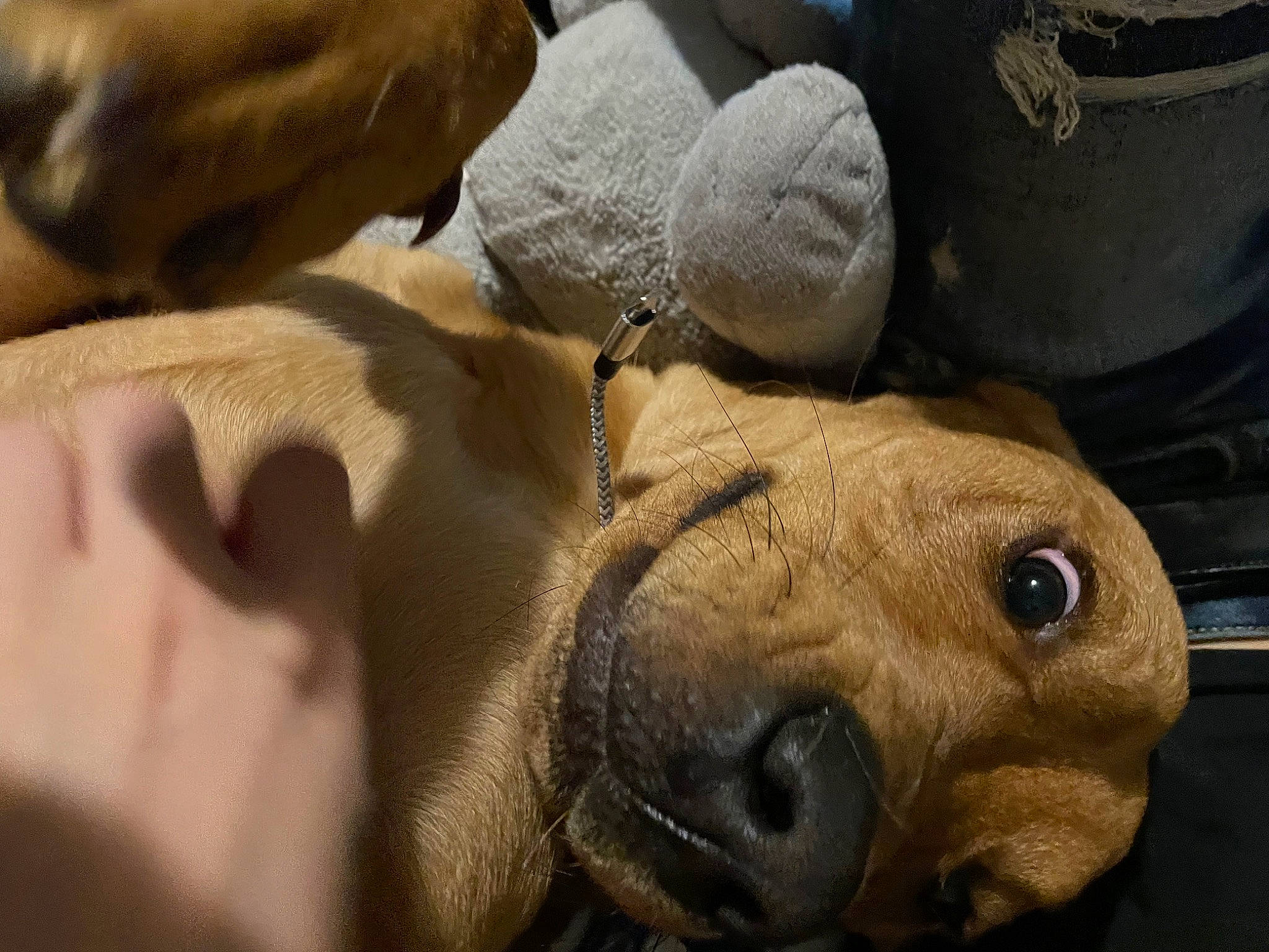 Princess joined the competition — help win amazing prizes! canidae, carnivore, comfort, companion_dog, dog, dog_breed, ear, fawn, fur, guard_dog, non_sporting_group, paw, snout, sporting_group, terrestrial_animal, whiskers, wood, working_animal, wrinkle