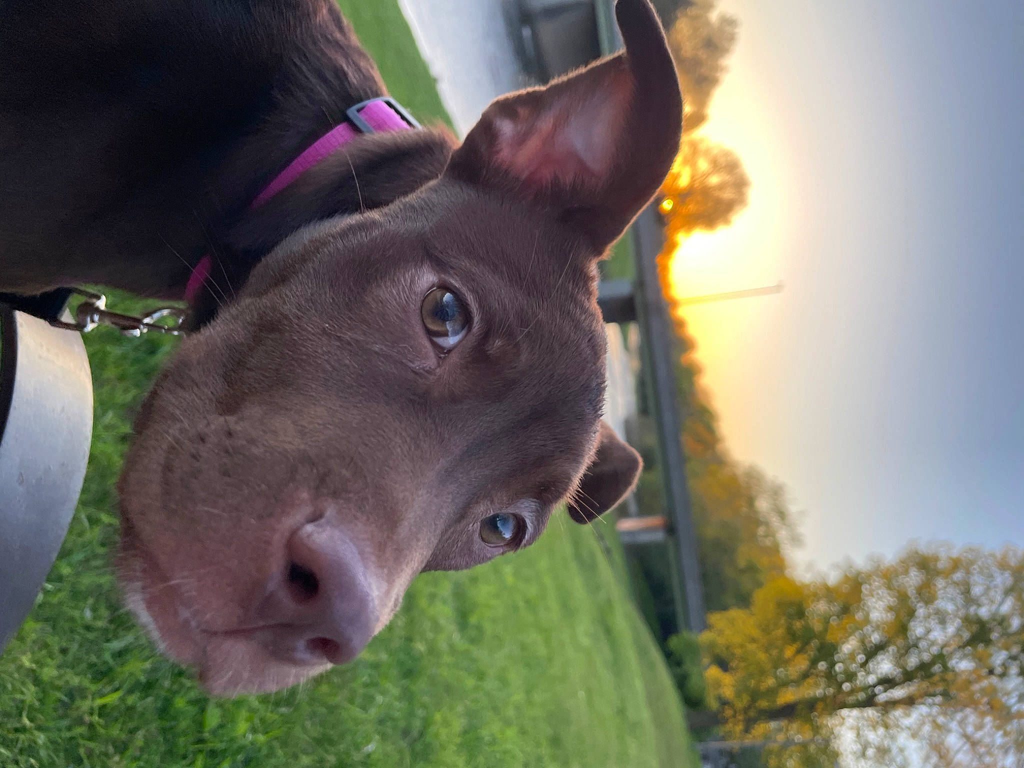 Princess is registered to the contest to win money with this photo: canidae, carnivore, collar, companion_dog, dog, dog_breed, dog_collar, ear, fawn, grass, guard_dog, liver, magenta, plant, sky, snout, sporting_group, tree, whiskers, working_animal