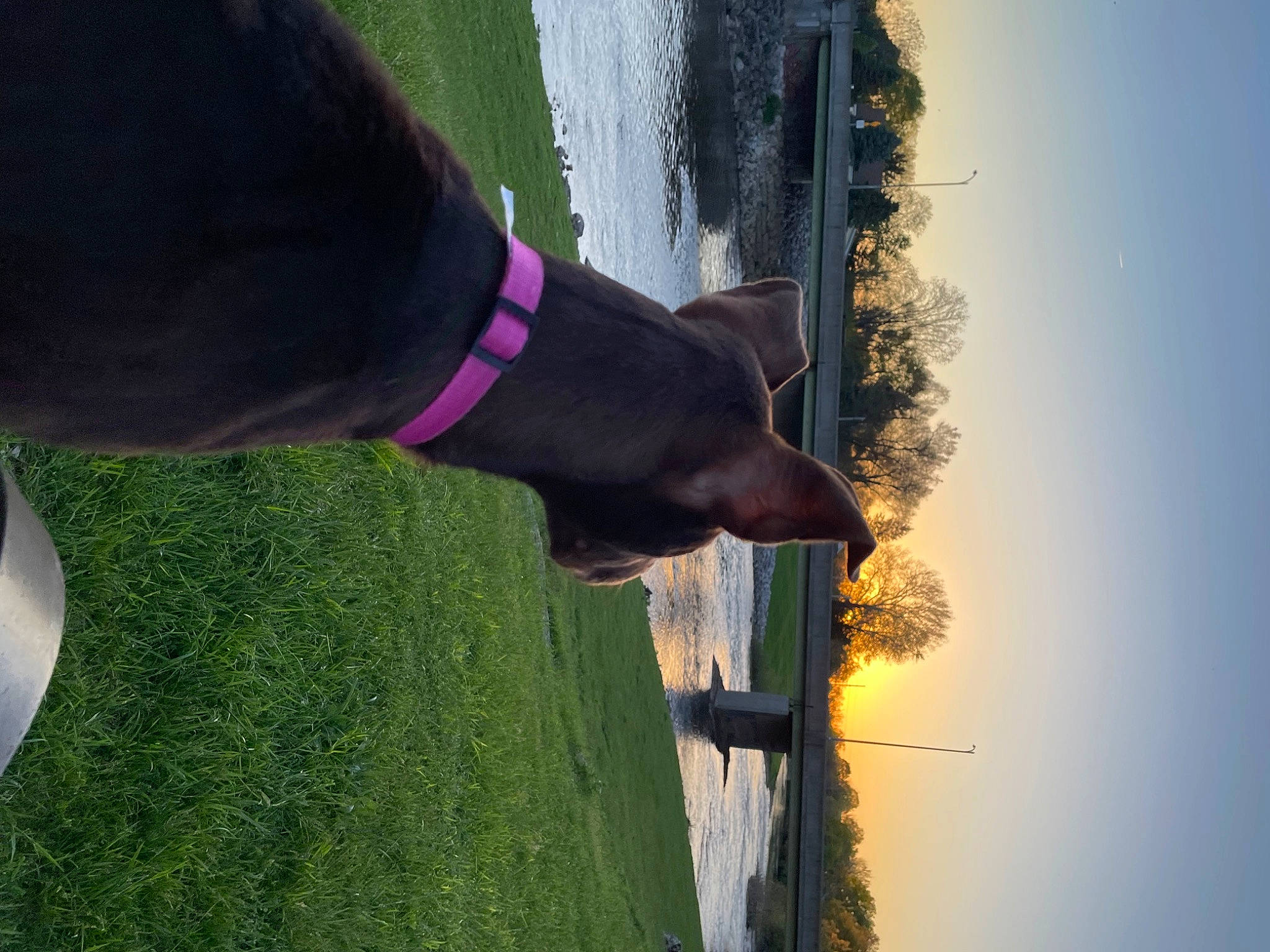 Princess joined the competition — help win amazing prizes! backlighting, carnivore, dog, dog_breed, formal_wear, fur, gesture, grass, green, human_leg, people_in_nature, plant, shadow, sky, sporting_group, tail, tints_and_shades, tree, water, window