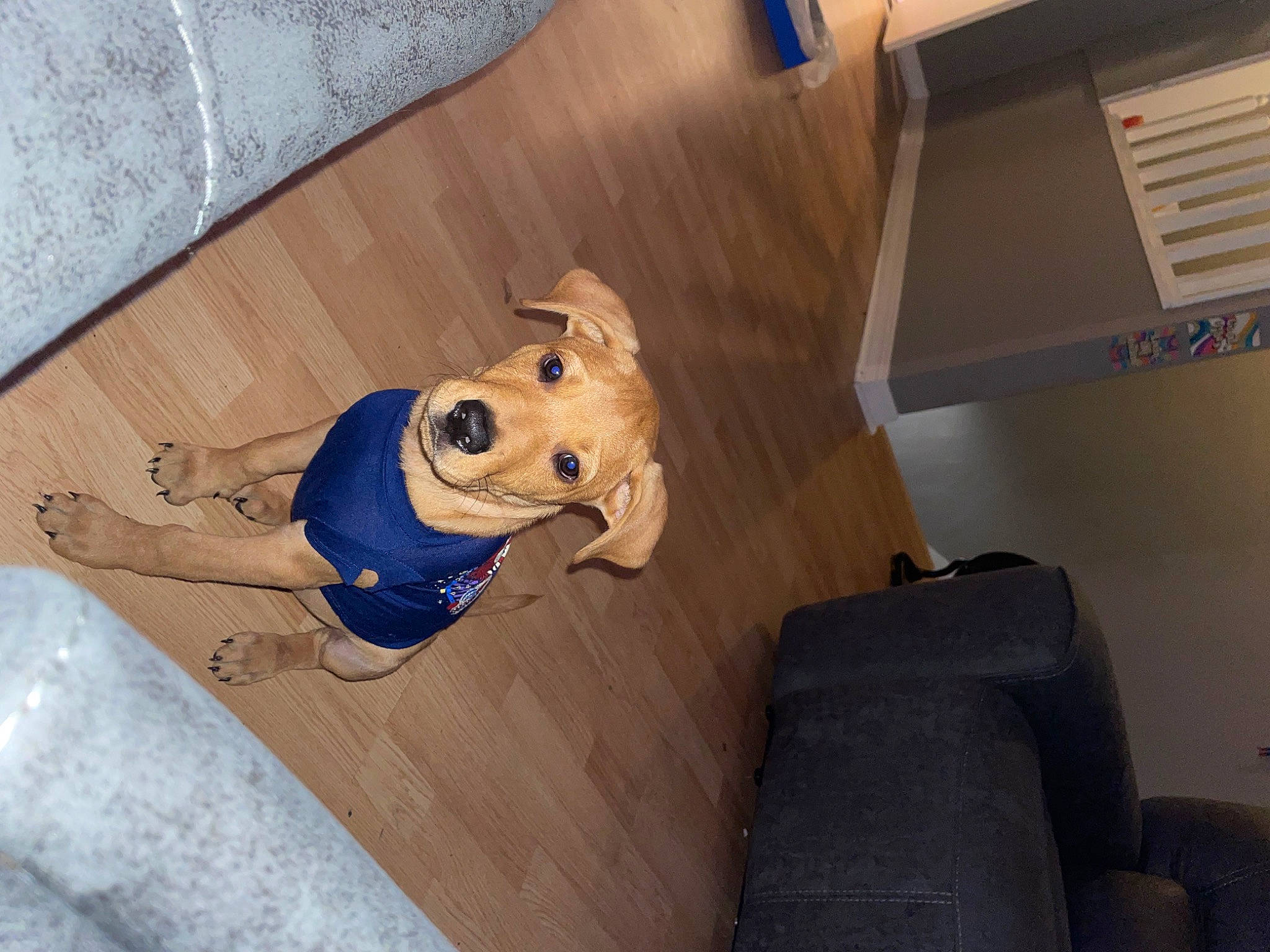 Kilo is registered to the contest to win money with this photo: carnivore, ceiling, comfort, companion_dog, dog, dog_breed, fawn, floor, flooring, hardwood, laminate_flooring, personal_protective_equipment, plywood, room, stuffed_toy, toy, wood, wood_flooring, wood_stain, working_animal