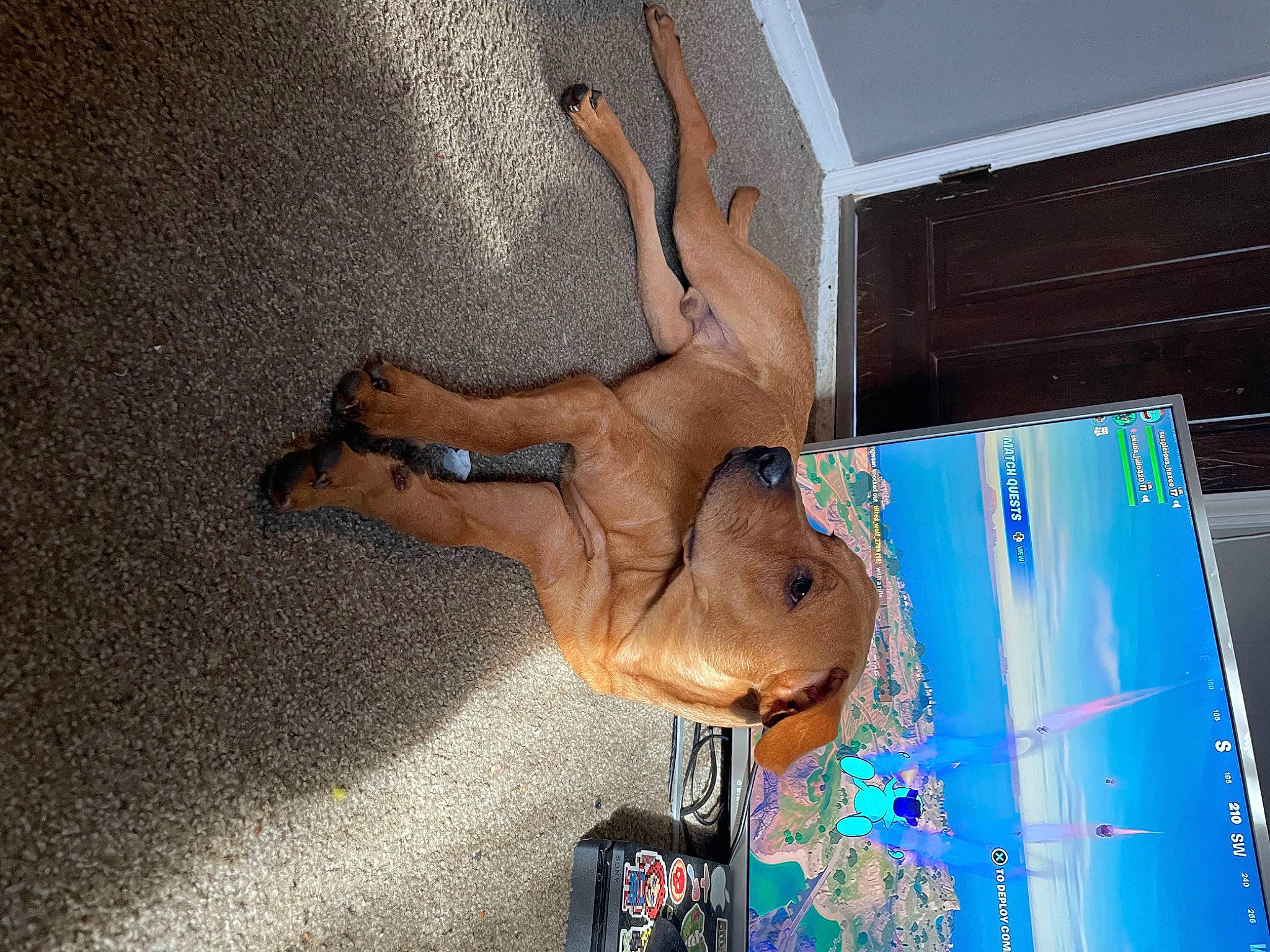 Kilo is registered to the contest to win money with this photo: adventure, art, barechested, canidae, dog_breed, elbow, electric_blue, fawn, fun, human_leg, leg, snout, sporting_group, tree, visual_arts, working_animal