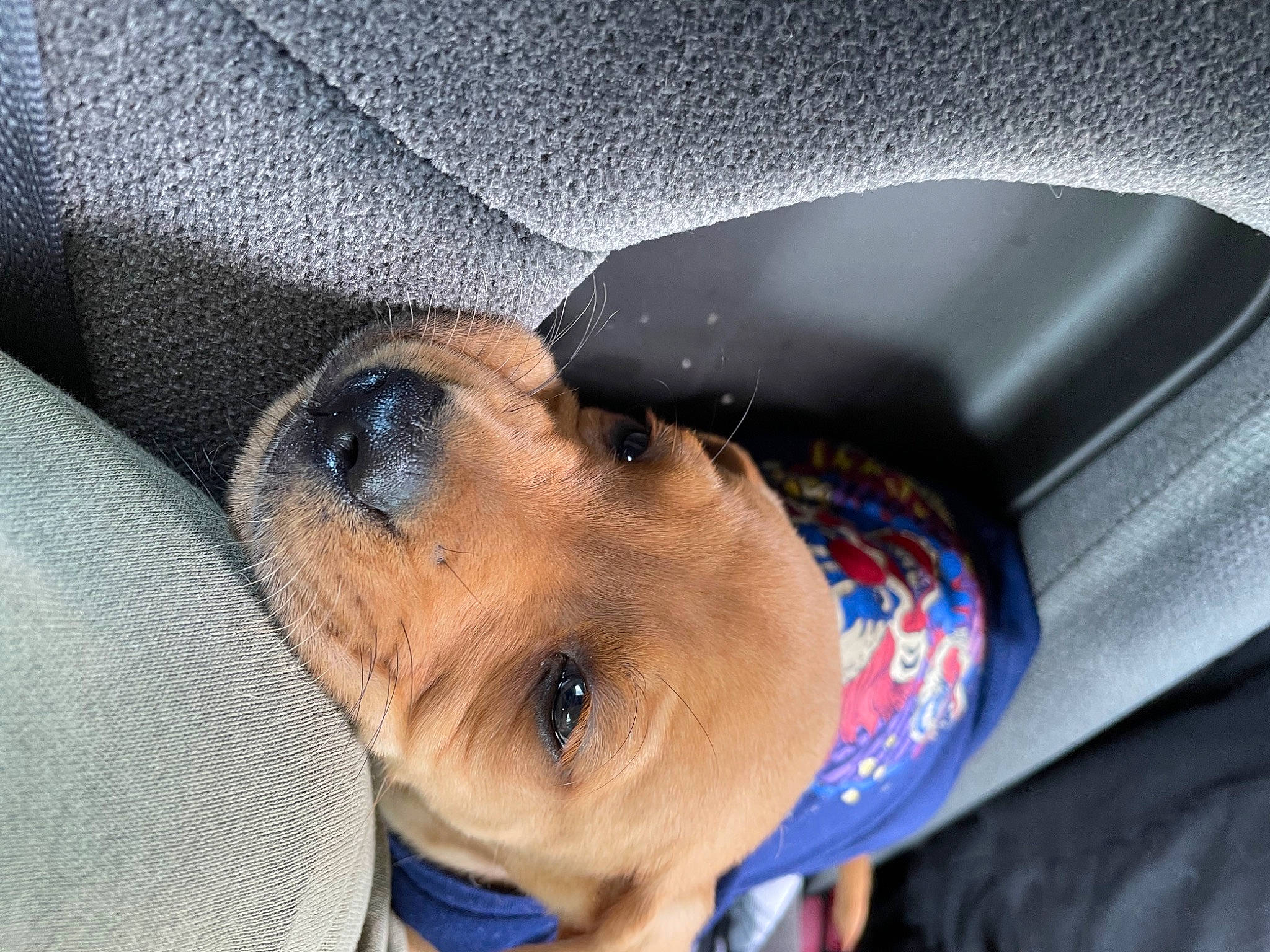 Kilo joined the competition — help win amazing prizes! auto_part, canidae, carnivore, comfort, companion_dog, dog, dog_breed, electric_blue, fawn, fur, hat, nose, selfie, snout, sporting_group, sunglasses, toddler, vehicle_door, whiskers
