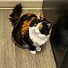 Grace is registered to the contest to win money with this photo: animal, black, cabinet, calico, cat, corner, curious, domestic_animal, flooring, fluffy, fur, home, indoor, looking_up, mammal, orange, pet, whiskers, white, wooden_floor