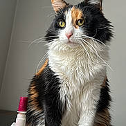 Grace joined the competition — help win amazing prizes! animal, background, calico, calm, cat, cute, domestic, ears, eyes, feline, fur, household, indoor, pet, portrait, sitting, still_life, table, whiskers, wood