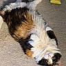 Grace joined the competition — help win amazing prizes! animal, calico_cat, carpet, cat, close_up, cute, domestic, ears, fish_toy, fluffy, fur, indoor, looking_up, lying_down, paws, pet, playful, relaxed, toy, whiskers