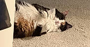 Grace is registered to the contest to win money with this photo: animal, black, brown, carpet, cat, corner, cozy, cute, domestic, feline, fluffy, fur, indoor, lying_down, pet, relaxed, sleepy, tri_color, wall, white