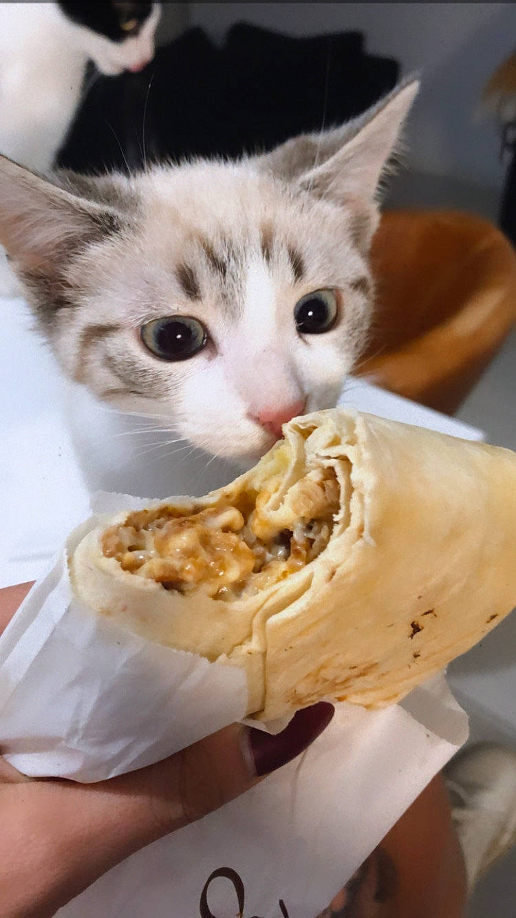 Naoki participe au concours pour gagner de l'argent avec cette photo : carnivore, cat, comfort_food, cuisine, delicacy, dish, domestic_short_haired_cat, eating, felidae, finger_food, food, food_additive, fur, gelato, ingredient, junk_food, paw, recipe, small_to_medium_sized_cats, whiskers