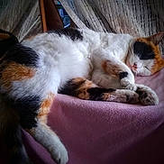 Lil Shit joined the competition — help win amazing prizes! animal, calico, cat, cozy, curled_up, cute, domestic, feline, fur, indoor, nap, paw, pet, pink_blanket, relaxed, resting, sleeping, soft, tail, whiskers