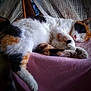 animal, calico, cat, cozy, curled_up, cute, domestic, feline, fur, indoor, nap, paw, pet, pink_blanket, relaxed, resting, sleeping, soft, tail, whiskers