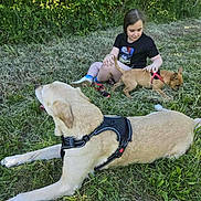 Cathleen a rejoint le concours — aidez-le/la à gagner de superbes lots ! child, dog, grass, outdoor, pet, small_dog, large_dog, harness, greenery, nature, summer, casual_clothing, shorts, tshirt, playing, animal, leisure, sunlight, happy, grass_field