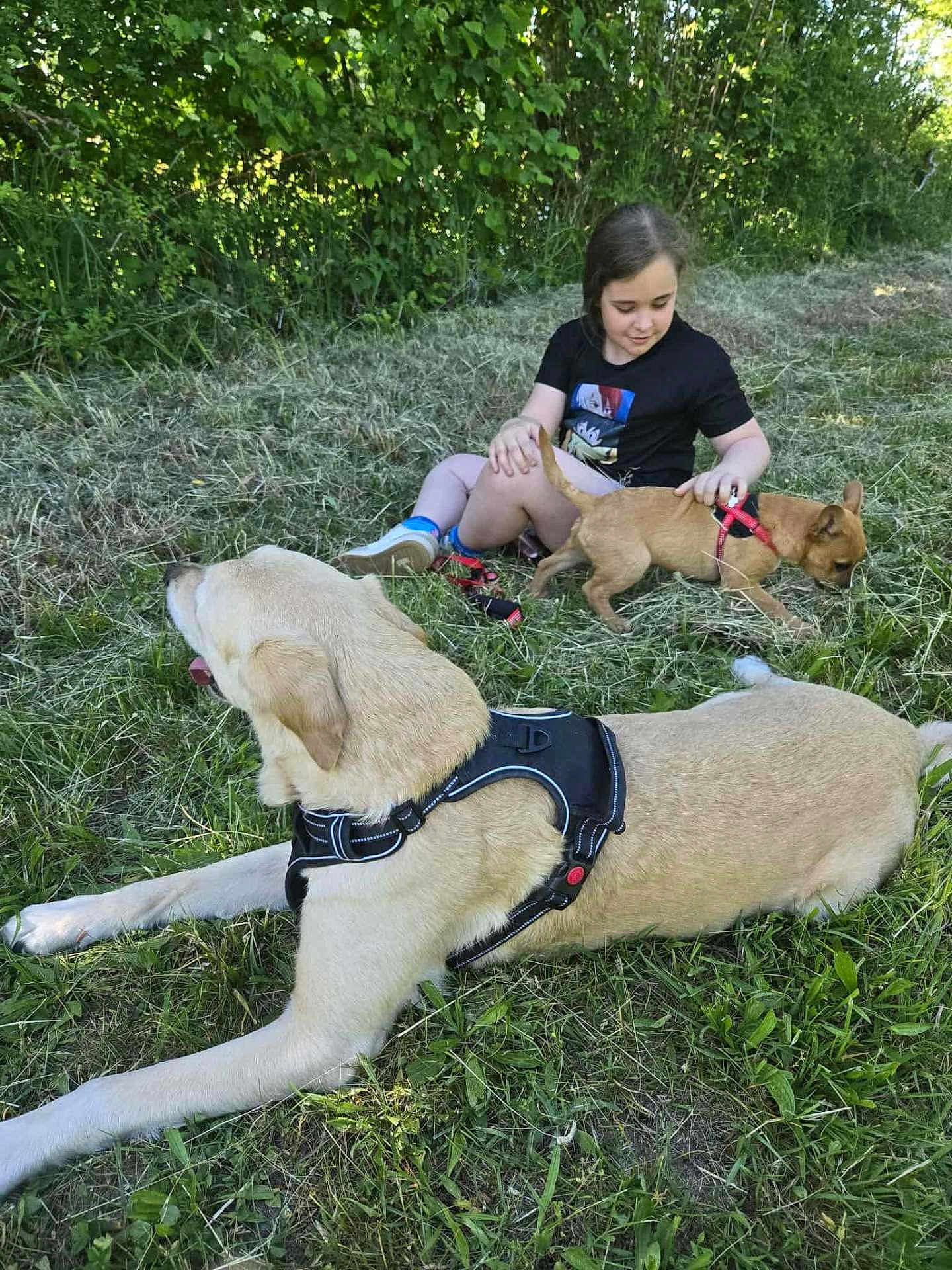 Cathleen a rejoint le concours — aidez-le/la à gagner de superbes lots ! child, dog, grass, outdoor, pet, small_dog, large_dog, harness, greenery, nature, summer, casual_clothing, shorts, tshirt, playing, animal, leisure, sunlight, happy, grass_field