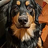 Athéna Arès participe au concours pour gagner de l'argent avec cette photo : black_fur, brown_eyes, canine, closeup, companion, cute, dog, ears, fluffy, fur_texture, indoor, kitchen, looking_at_camera, nose, pet, portrait, staring, tan_markings, tile_floor, whiskers