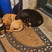 Athéna Arès a rejoint le concours — aidez-le/la à gagner de superbes lots ! puppy, dog, sleeping, doormat, door, shoes, towel, container, tile_floor, brown, black, tan, curled_up, cozy, indoors, resting, pet, animal, home, quiet