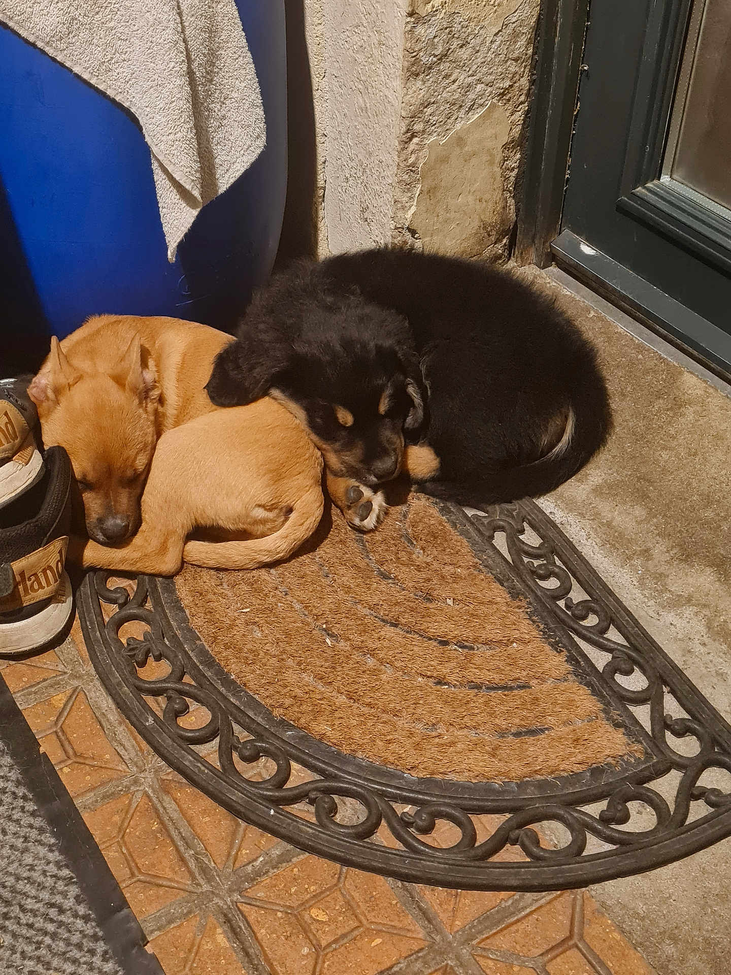 Athéna Arès a rejoint le concours — aidez-le/la à gagner de superbes lots ! puppy, dog, sleeping, doormat, door, shoes, towel, container, tile_floor, brown, black, tan, curled_up, cozy, indoors, resting, pet, animal, home, quiet