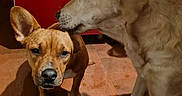 Athéna Arès a rejoint le concours — aidez-le/la à gagner de superbes lots ! brown_fur, close_up, companionship, dog, dogs, ear, friendship, indoor, kitchen, large_dog, light_fur, looking_at_camera, paw, pet, portrait, red_cabinet, small_dog, sniffing, snout, tile_floor