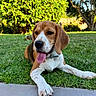 dog, beagle, puppy, pet, animal, outdoor, garden, grass, lawn, portrait, lying_down, sitting, tongue, happy, brown_and_white, floppy_ears, collar, paws, sunlight, trees