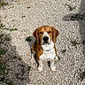 Bonnie a rejoint le concours — aidez-le/la à gagner de superbes lots ! beagle, dog, pet, animal, sitting, outdoor, gravel, yard, garden, brown_and_white, floppy_ears, short_hair, collar, looking_at_camera, portrait, sunlight, shadows, garden_steps, ground, cute