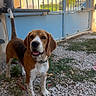 beagle, dog, pet, animal, standing, outdoors, gravel, courtyard, gate, fence, house, residential, sunlight, brown_and_white, floppy_ears, long_tail, collar, tongue_out, looking_at_camera, backyard
