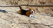 Bonnie participe au concours pour gagner de l'argent avec cette photo : beagle, dog, pet, animal, canine, lying_down, panting, tongue, outdoors, sand, sandy_dune, embankment, tree_branch, roots, dry_vegetation, wilderness, nature, brown_and_white, portrait, relaxed
