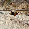 beagle, dog, pet, animal, canine, lying_down, panting, tongue, outdoors, sand, sandy_dune, embankment, tree_branch, roots, dry_vegetation, wilderness, nature, brown_and_white, portrait, relaxed