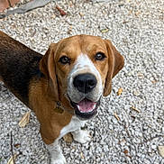 Bonnie participe au concours pour gagner de l'argent avec cette photo : dog, beagle, pet, animal, canine, brown_and_white, floppy_ears, open_mouth, smiling, looking_up, outdoor, garden, gravel, stone, plant, leaves, toy, plush_toy, collar, candid_photo