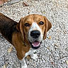 dog, beagle, pet, animal, canine, brown_and_white, floppy_ears, open_mouth, smiling, looking_up, outdoor, garden, gravel, stone, plant, leaves, toy, plush_toy, collar, candid_photo